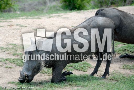 Warzenschwein (8 von 26).jpg